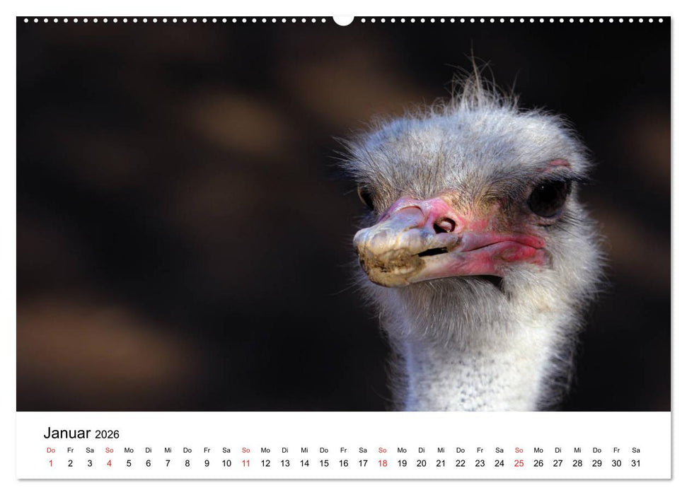 Südafrika - Eine beeindruckende Tierwelt (CALVENDO Premium Wandkalender 2026)