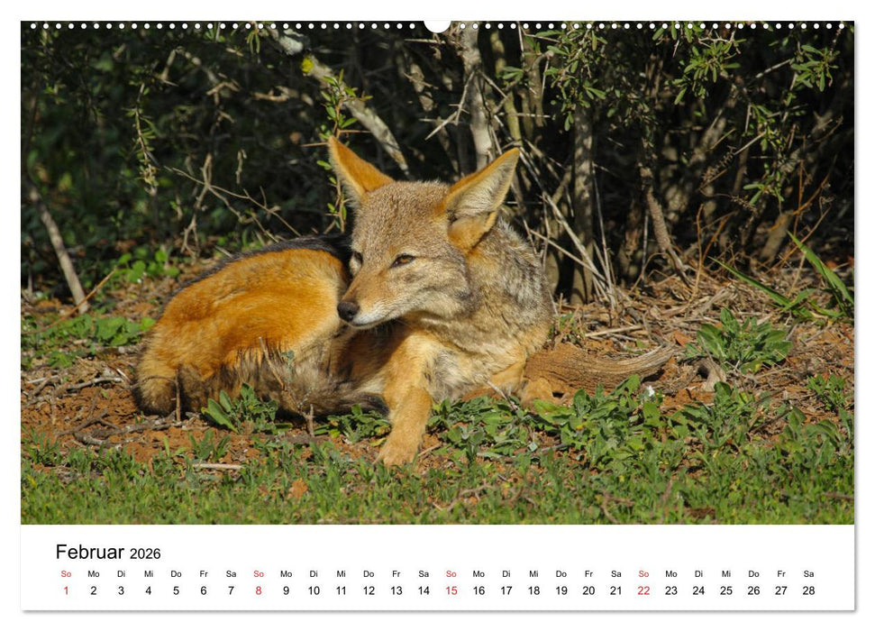 Südafrika - Eine beeindruckende Tierwelt (CALVENDO Premium Wandkalender 2026)