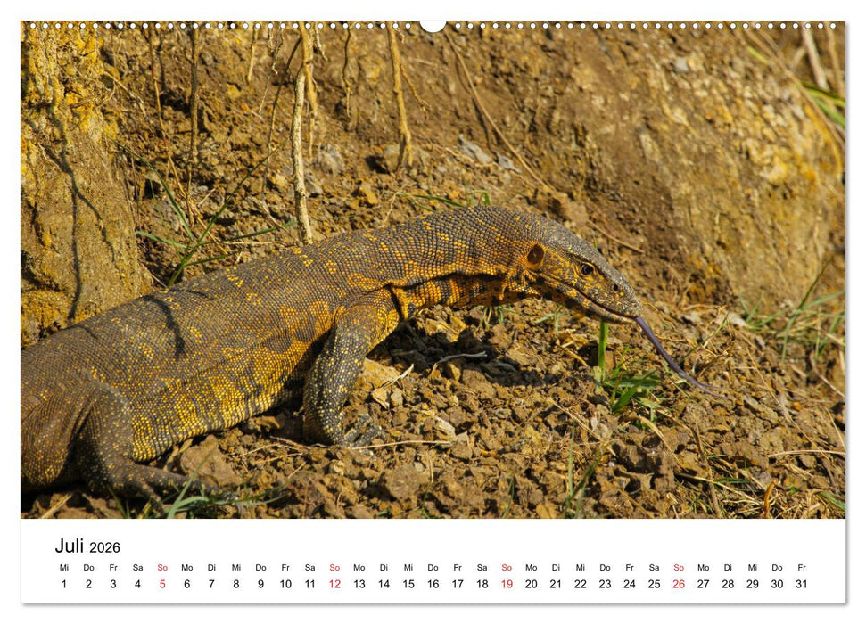 Südafrika - Eine beeindruckende Tierwelt (CALVENDO Premium Wandkalender 2026)