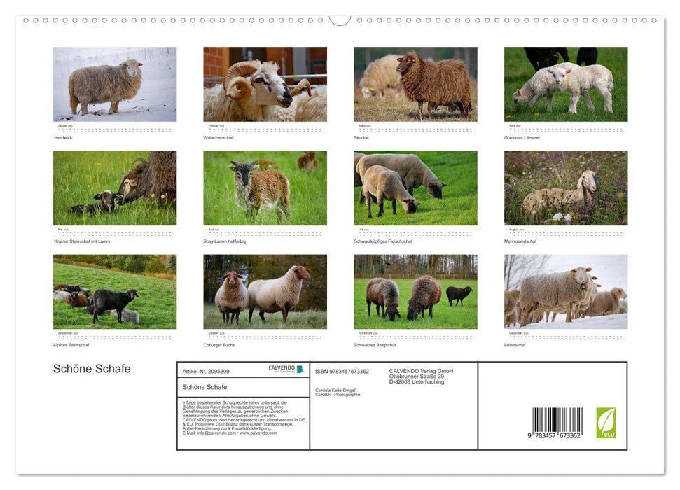 Schöne Schafe (CALVENDO Premium Wandkalender 2026)