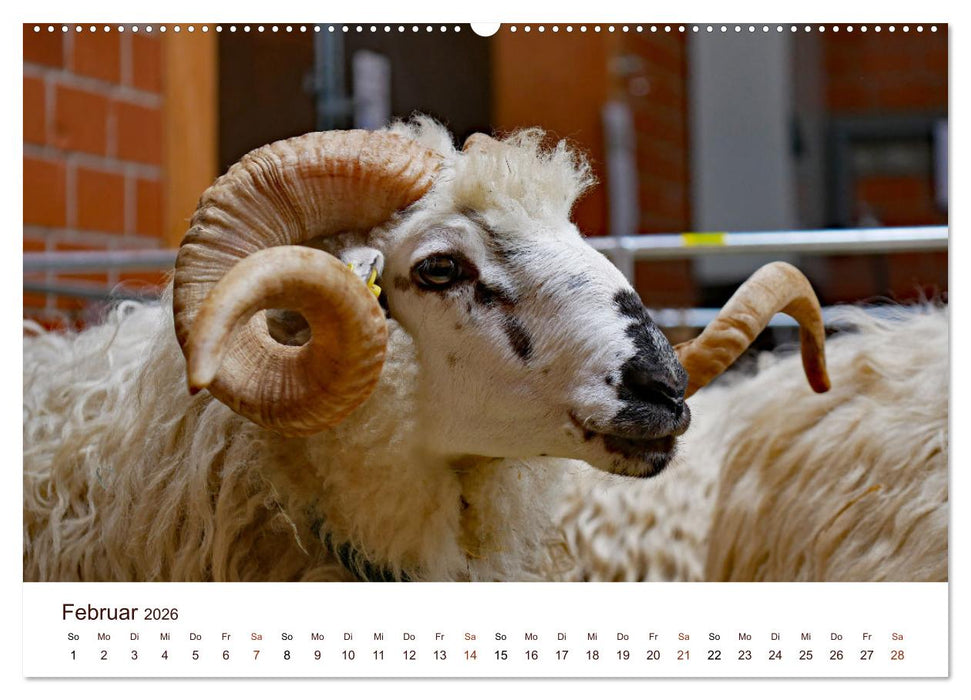 Schöne Schafe (CALVENDO Premium Wandkalender 2026)