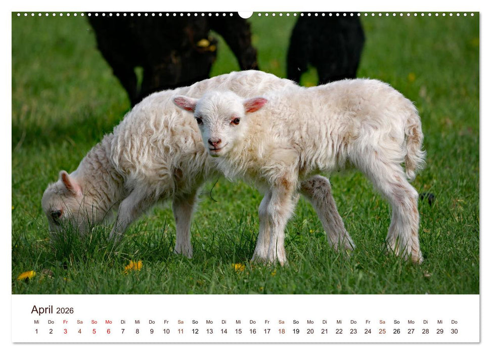 Schöne Schafe (CALVENDO Premium Wandkalender 2026)