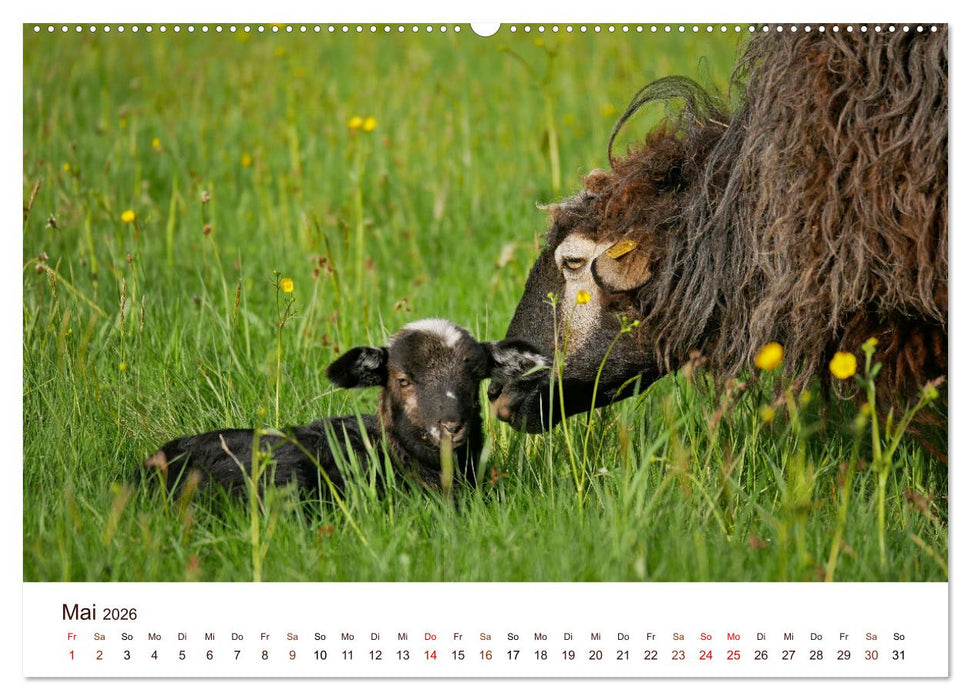 Schöne Schafe (CALVENDO Premium Wandkalender 2026)