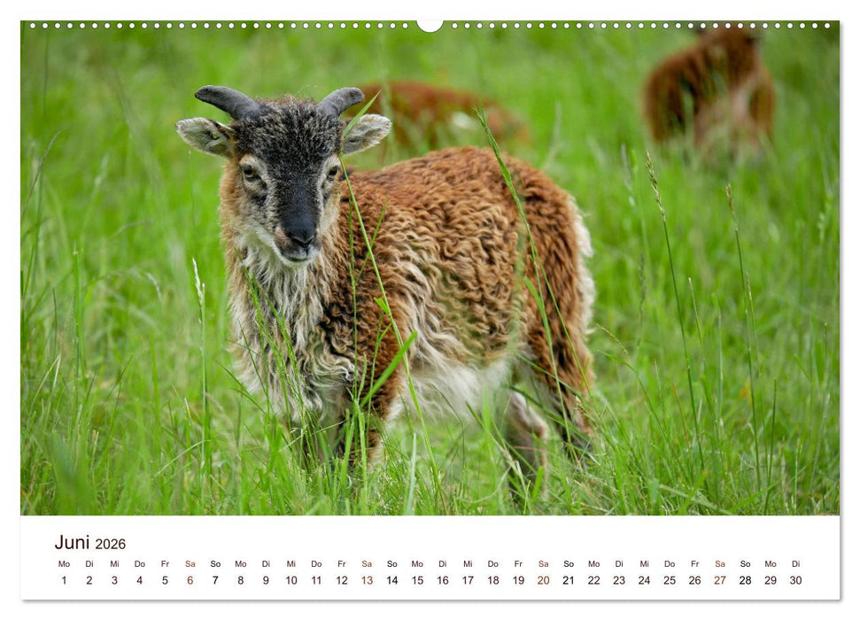 Schöne Schafe (CALVENDO Premium Wandkalender 2026)