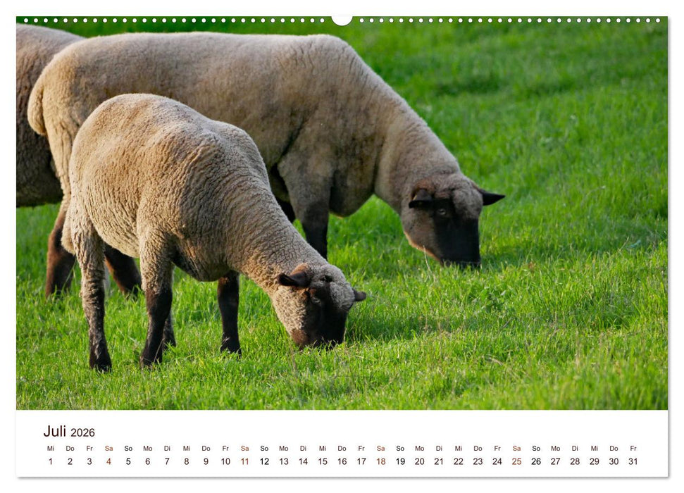 Schöne Schafe (CALVENDO Premium Wandkalender 2026)