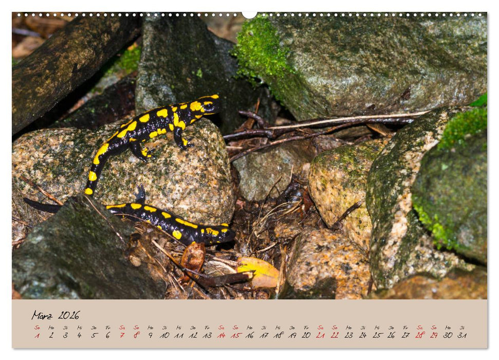 Feuersalamander - Liebenswerte Heimlichtuer (CALVENDO Premium Wandkalender 2026)
