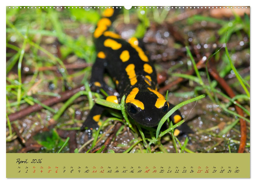 Feuersalamander - Liebenswerte Heimlichtuer (CALVENDO Premium Wandkalender 2026)