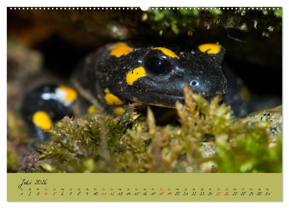 Feuersalamander - Liebenswerte Heimlichtuer (CALVENDO Premium Wandkalender 2026)