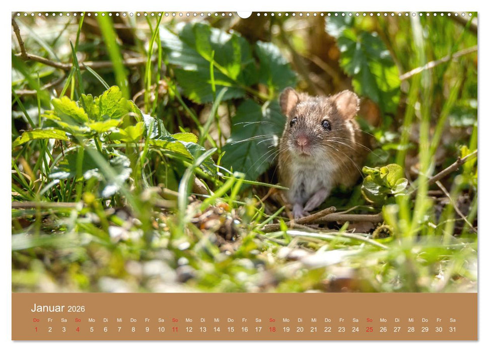 Mäusetanz (CALVENDO Premium Wandkalender 2026)