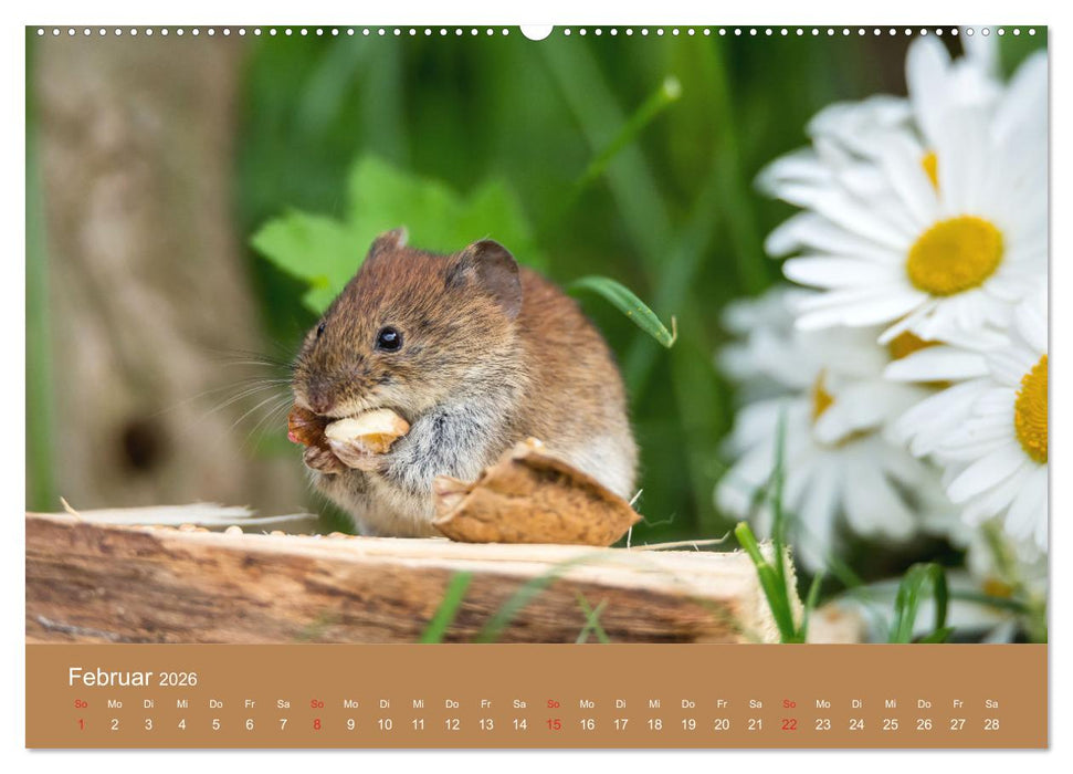 Mäusetanz (CALVENDO Premium Wandkalender 2026)