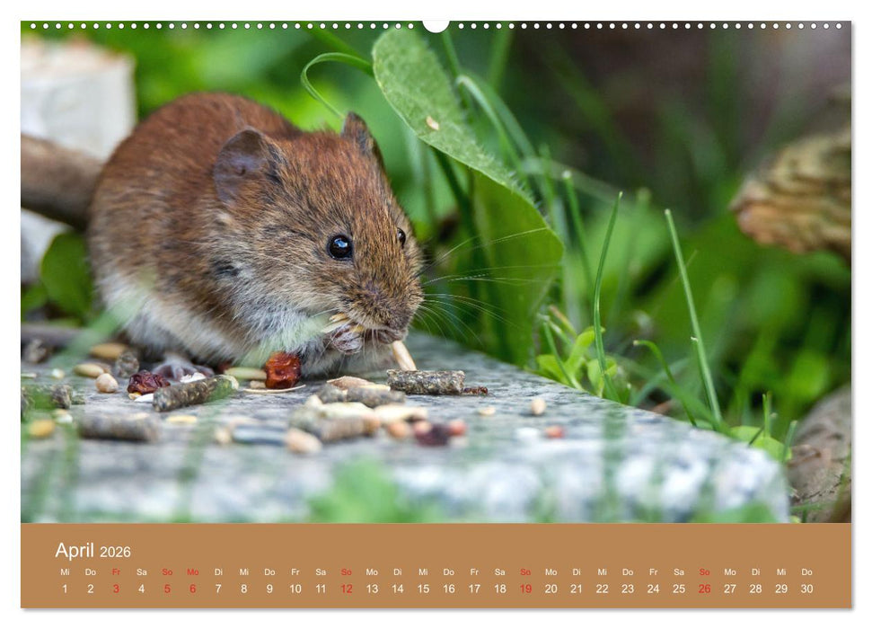 Mäusetanz (CALVENDO Premium Wandkalender 2026)