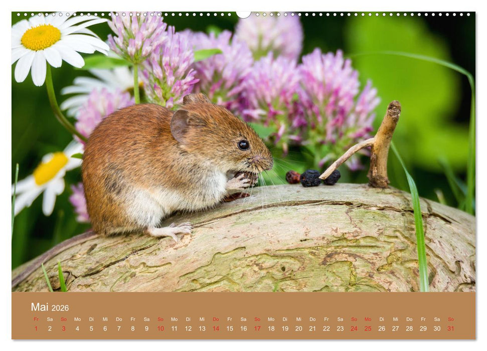 Mäusetanz (CALVENDO Premium Wandkalender 2026)