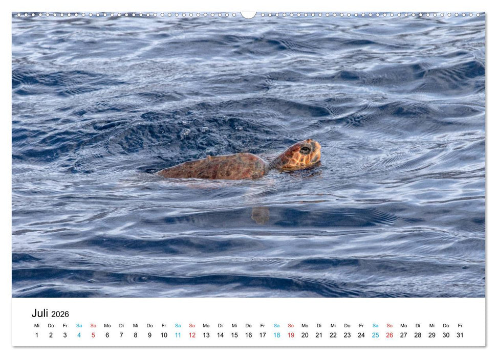 La Palma - La Isla Bonita, die Schönste der Kanaren (CALVENDO Premium Wandkalender 2026)