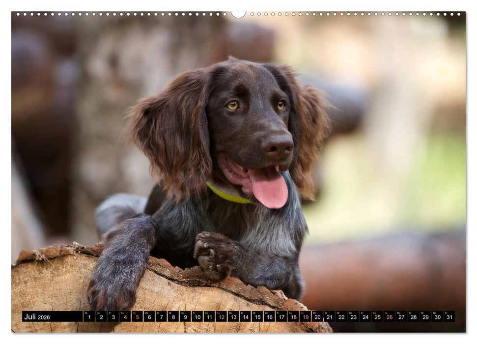 Faszination Jagdhund - Deutsch Langhaar (CALVENDO Premium Wandkalender 2026)