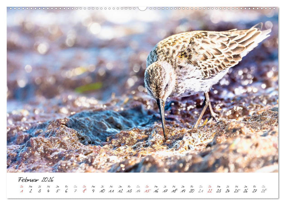 Mein Fischland! Unterwegs auf dem Darß (CALVENDO Premium Wandkalender 2026)