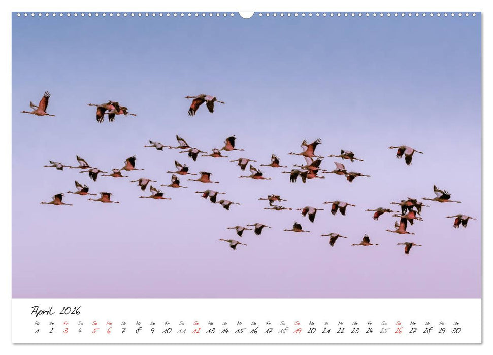 Mein Fischland! Unterwegs auf dem Darß (CALVENDO Premium Wandkalender 2026)