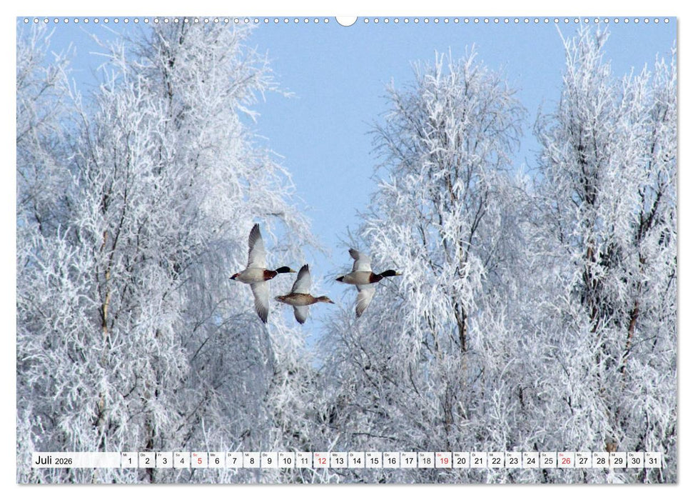 Eiszeit. Winter und Frost in der Natur (CALVENDO Premium Wandkalender 2026)