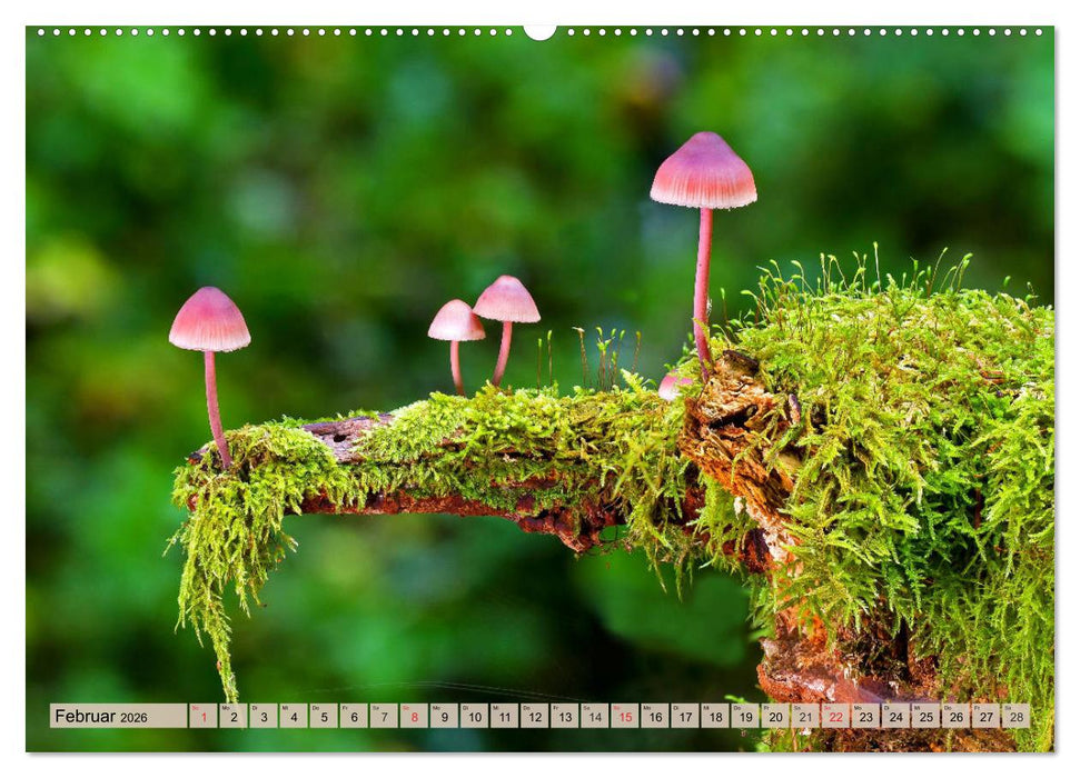 Leise durch den Wald. Sich Zeit nehmen und der Stille lauschen (CALVENDO Premium Wandkalender 2026)