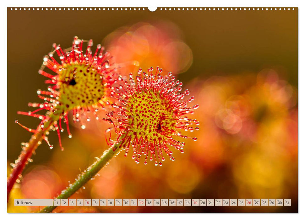 Deutschlands Moore (CALVENDO Premium Wandkalender 2026)