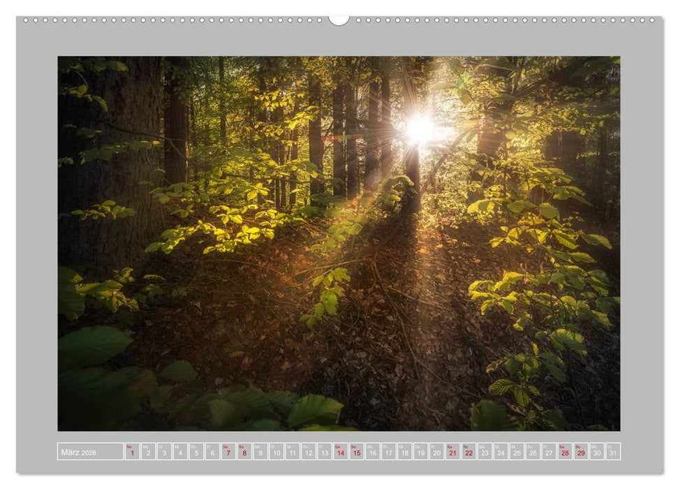 Wald im Licht (CALVENDO Premium Wandkalender 2026)