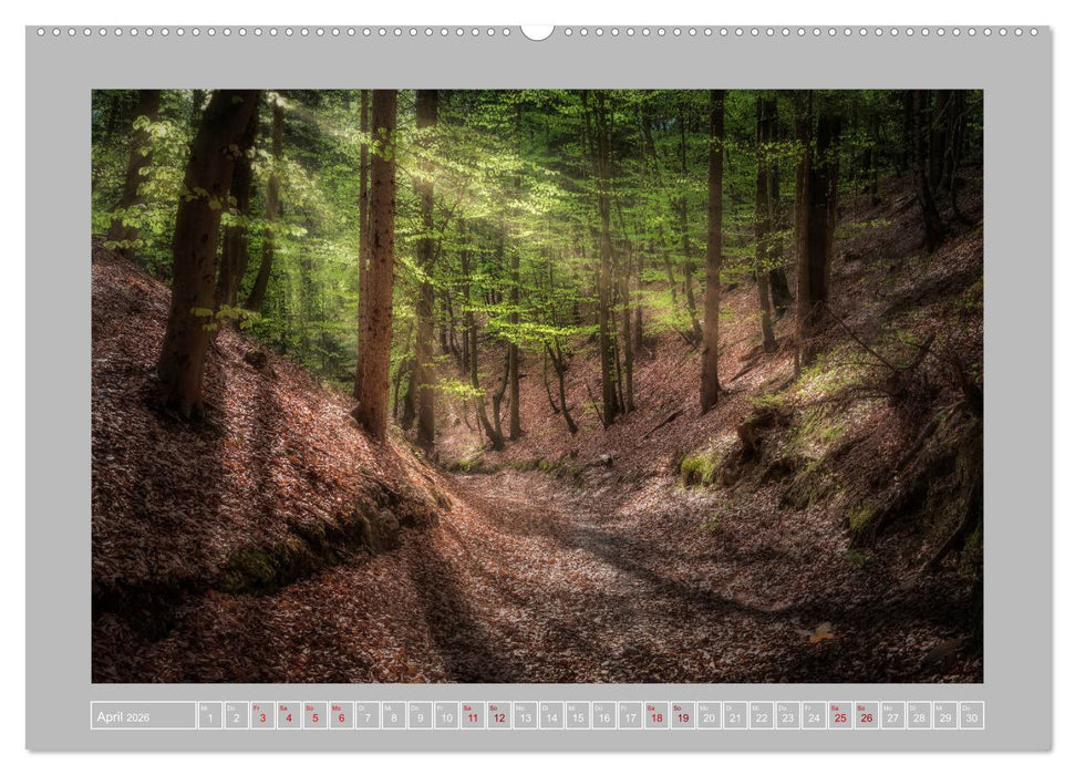 Wald im Licht (CALVENDO Premium Wandkalender 2026)