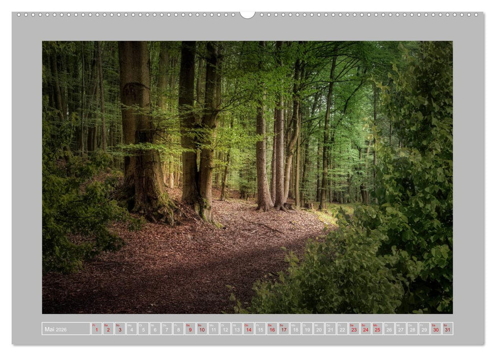 Wald im Licht (CALVENDO Premium Wandkalender 2026)