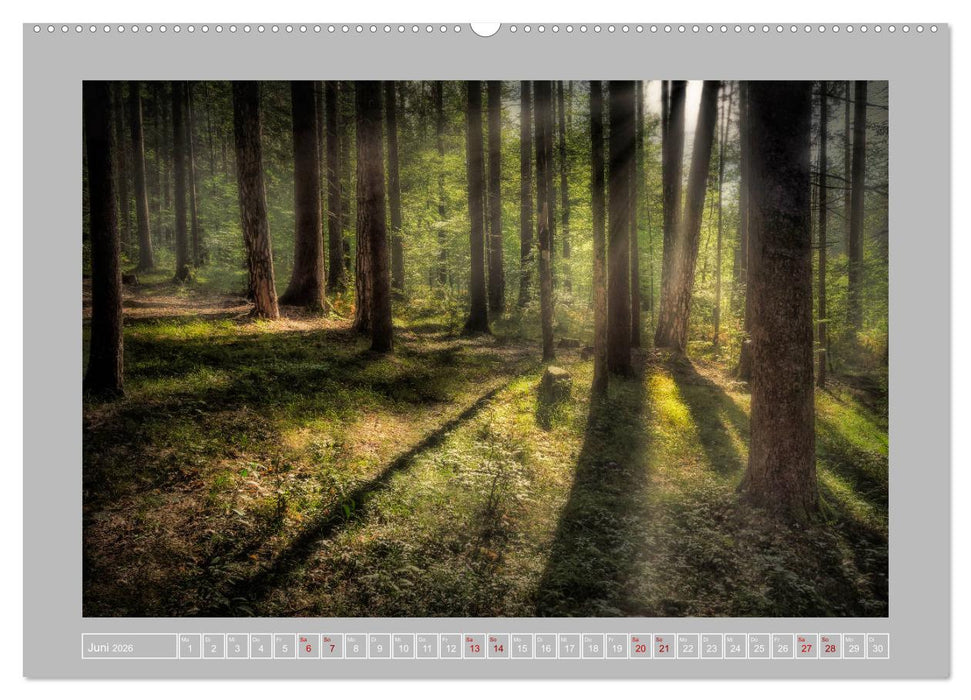 Wald im Licht (CALVENDO Premium Wandkalender 2026)
