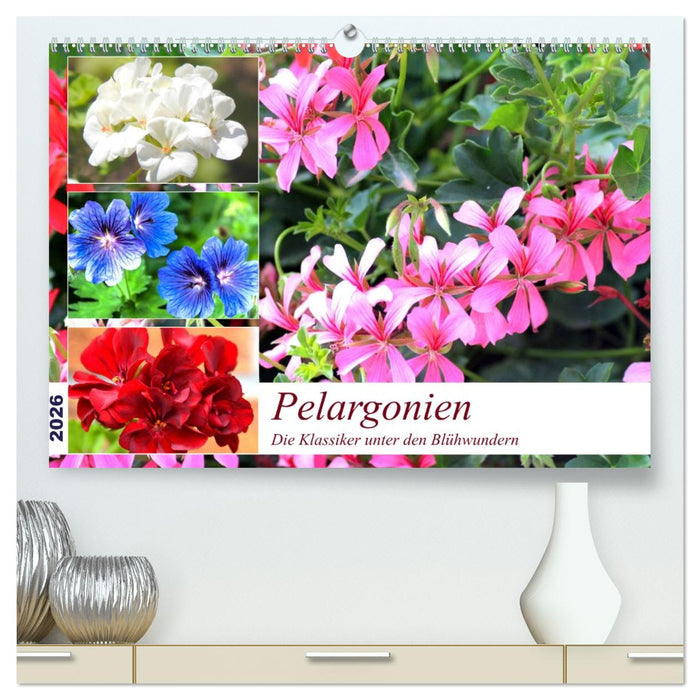 Pelargonien. Die Klassiker unter den Blühwundern (CALVENDO Premium Wandkalender 2026)