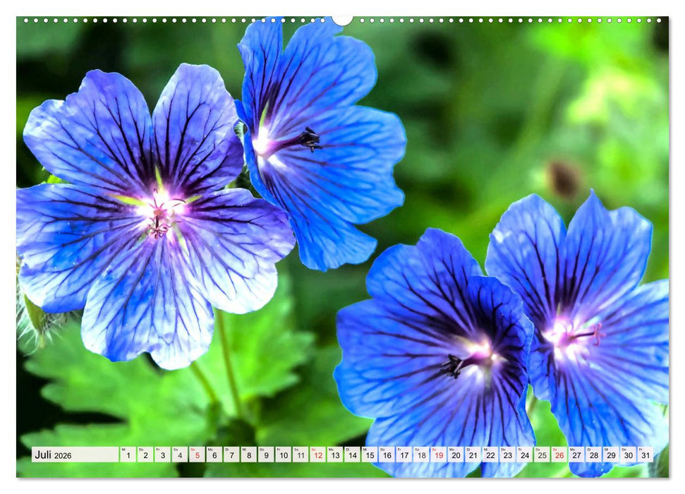 Pelargonien. Die Klassiker unter den Blühwundern (CALVENDO Premium Wandkalender 2026)