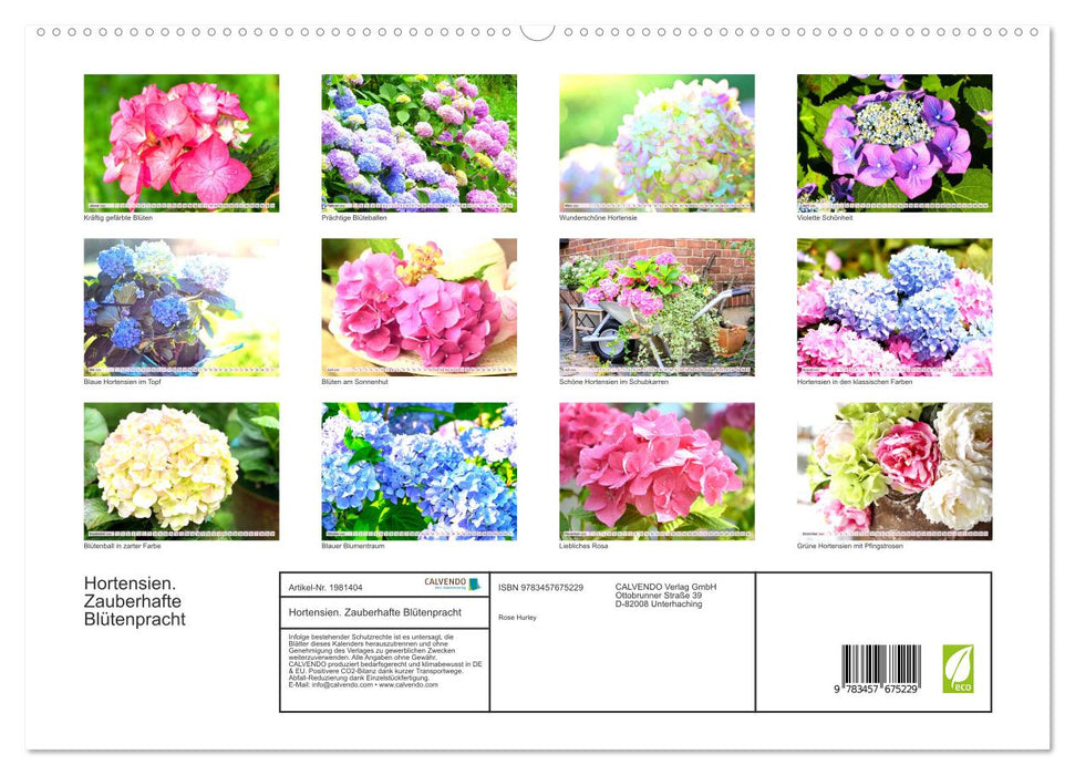 Hortensien. Zauberhafte Blütenpracht (CALVENDO Premium Wandkalender 2026)