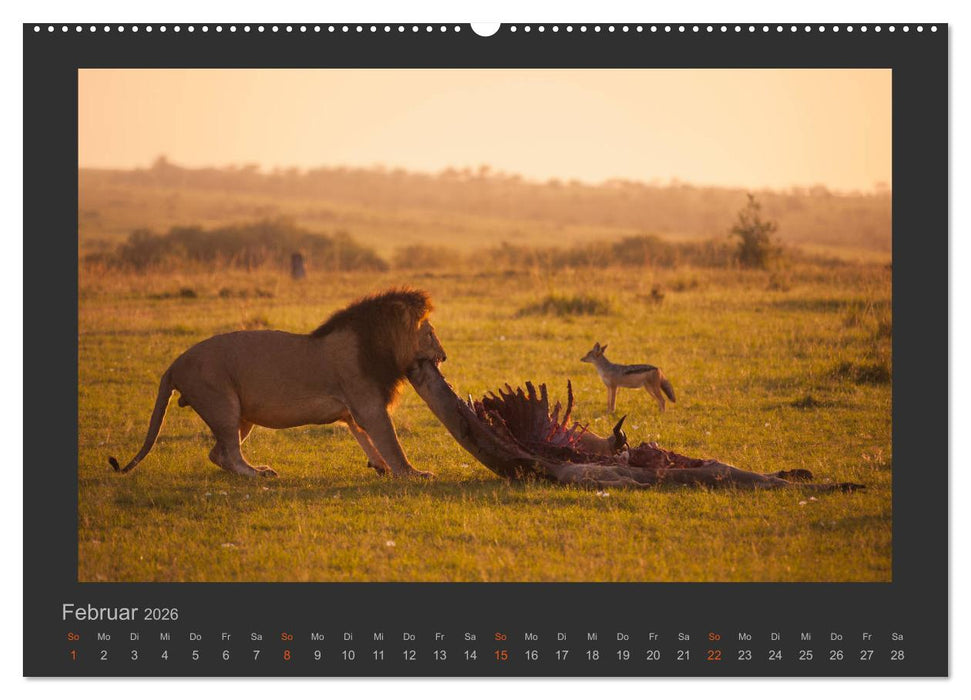 Löwen Wildlife-Fotografien (CALVENDO Premium Wandkalender 2026)