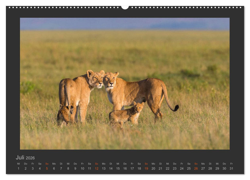 Löwen Wildlife-Fotografien (CALVENDO Premium Wandkalender 2026)