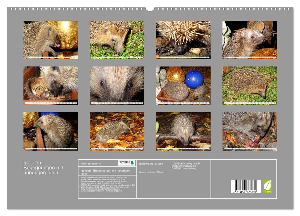 Igeleien - Begegnungen mit hungrigen Igeln (CALVENDO Premium Wandkalender 2026)