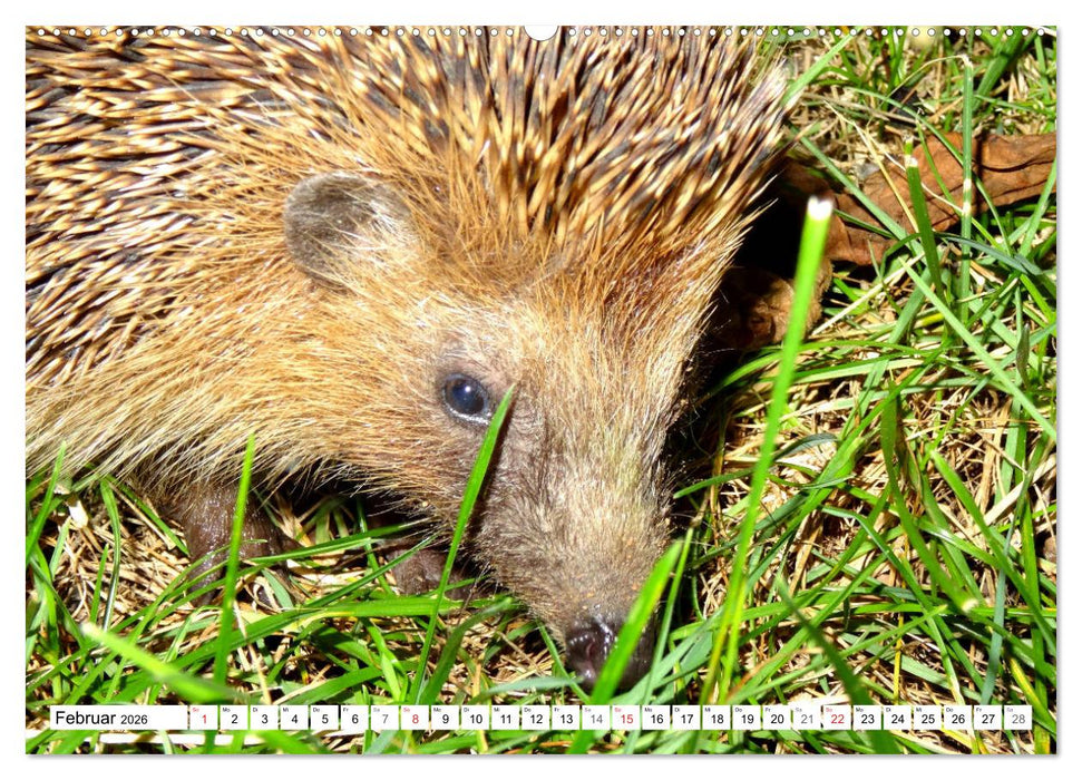 Igeleien - Begegnungen mit hungrigen Igeln (CALVENDO Premium Wandkalender 2026)