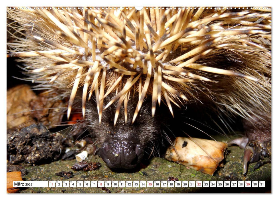 Igeleien - Begegnungen mit hungrigen Igeln (CALVENDO Premium Wandkalender 2026)