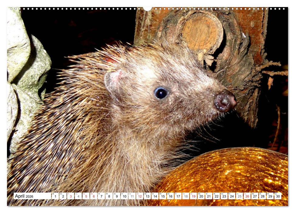 Igeleien - Begegnungen mit hungrigen Igeln (CALVENDO Premium Wandkalender 2026)
