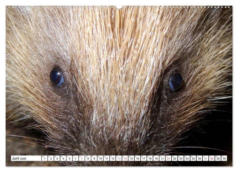 Igeleien - Begegnungen mit hungrigen Igeln (CALVENDO Premium Wandkalender 2026)