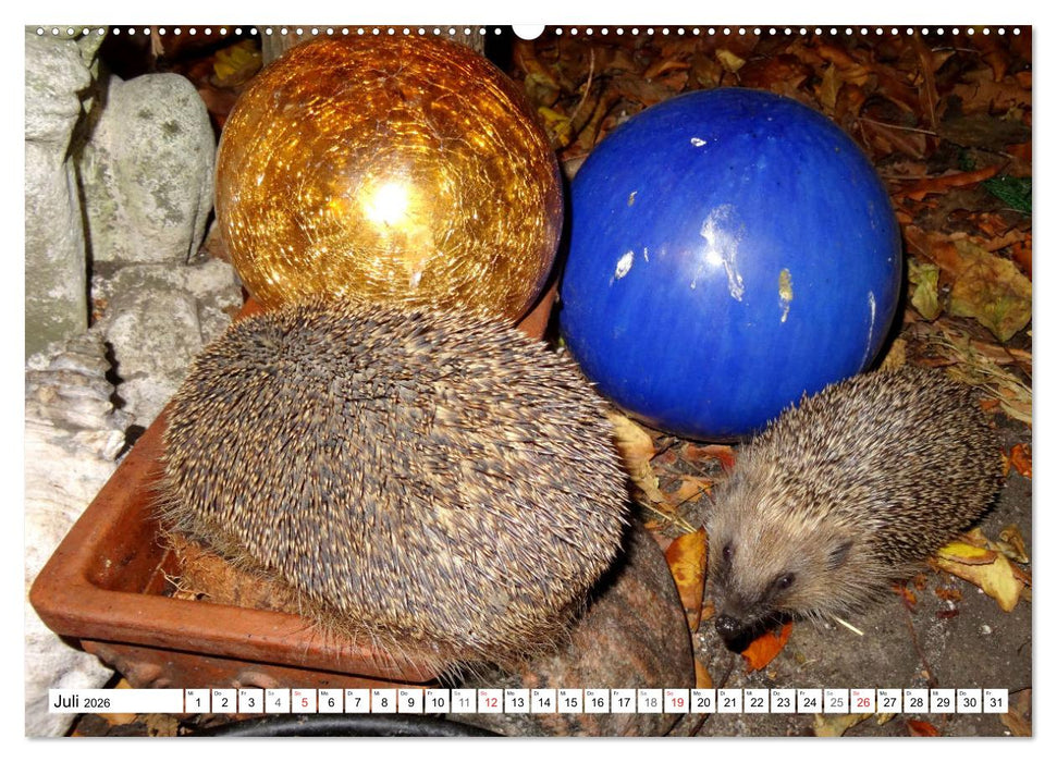 Igeleien - Begegnungen mit hungrigen Igeln (CALVENDO Premium Wandkalender 2026)