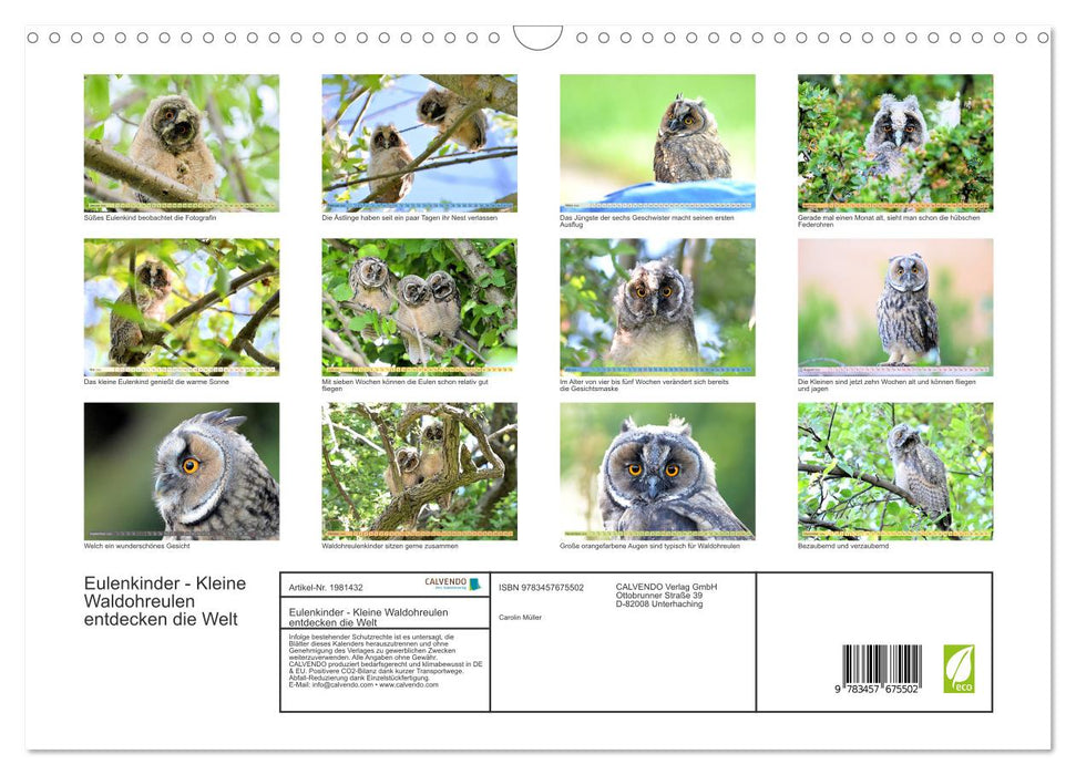Eulenkinder - Kleine Waldohreulen entdecken die Welt (CALVENDO Wandkalender 2026)