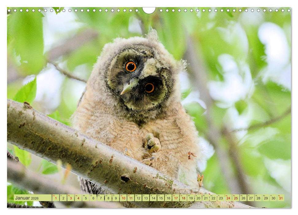 Eulenkinder - Kleine Waldohreulen entdecken die Welt (CALVENDO Wandkalender 2026)