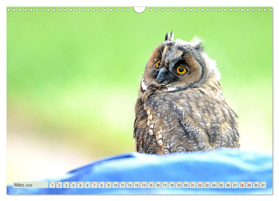 Eulenkinder - Kleine Waldohreulen entdecken die Welt (CALVENDO Wandkalender 2026)