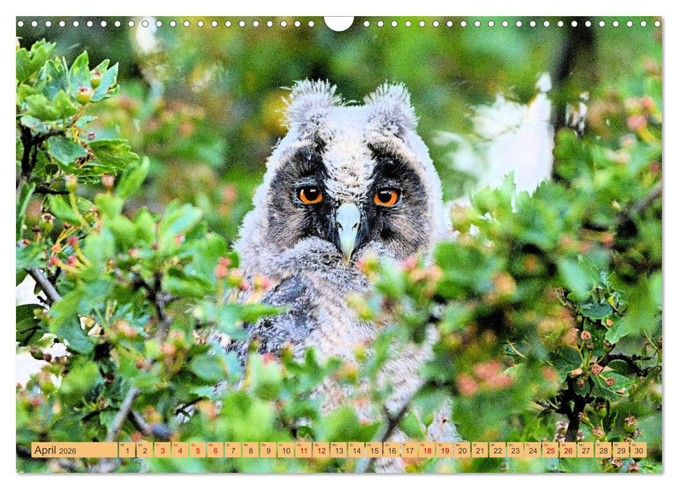 Eulenkinder - Kleine Waldohreulen entdecken die Welt (CALVENDO Wandkalender 2026)
