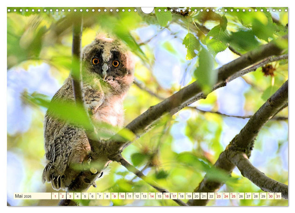 Eulenkinder - Kleine Waldohreulen entdecken die Welt (CALVENDO Wandkalender 2026)