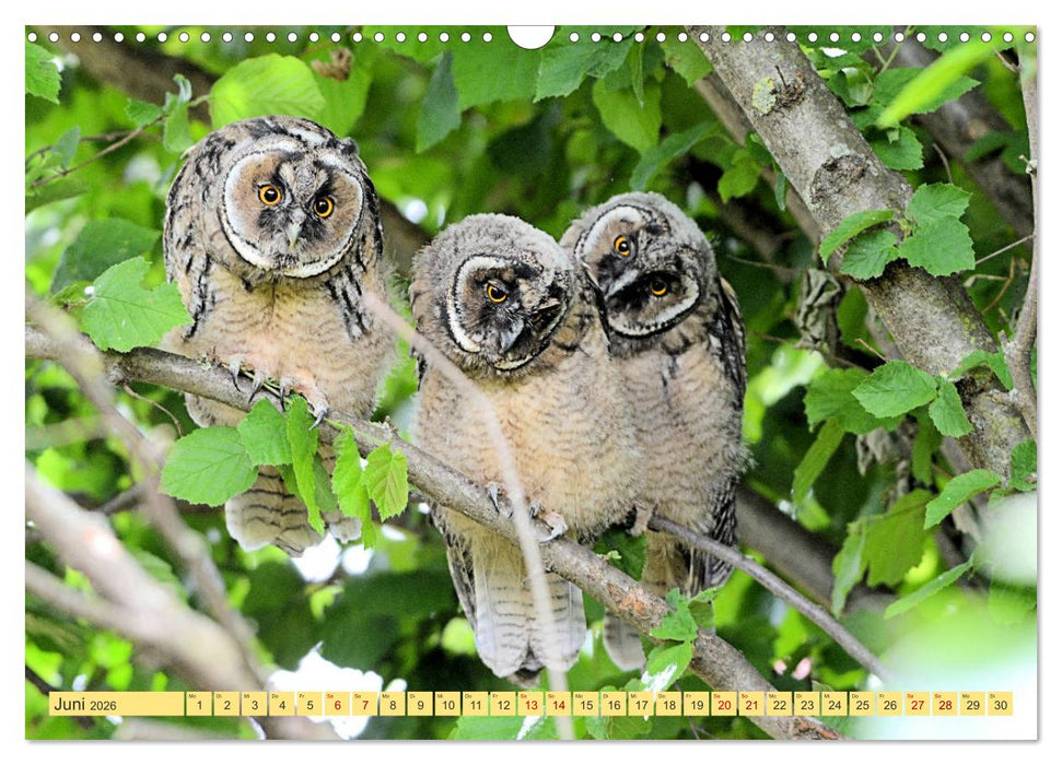 Eulenkinder - Kleine Waldohreulen entdecken die Welt (CALVENDO Wandkalender 2026)