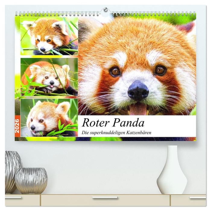 Roter Panda. Die superknuddeligen Katzenbären (CALVENDO Premium Wandkalender 2026)