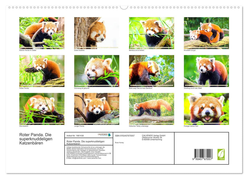 Roter Panda. Die superknuddeligen Katzenbären (CALVENDO Premium Wandkalender 2026)