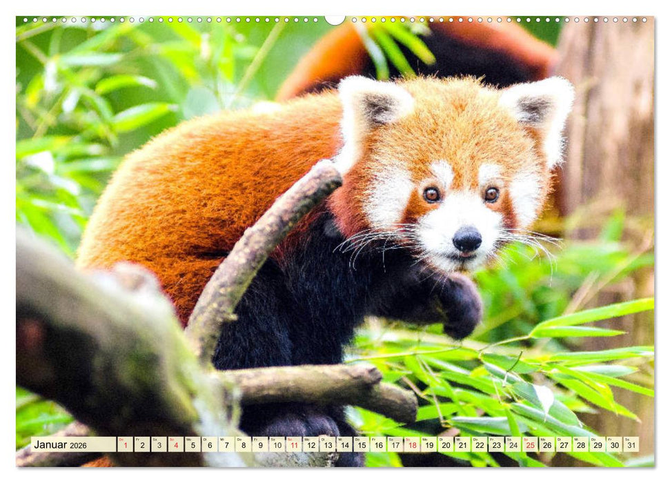Roter Panda. Die superknuddeligen Katzenbären (CALVENDO Premium Wandkalender 2026)