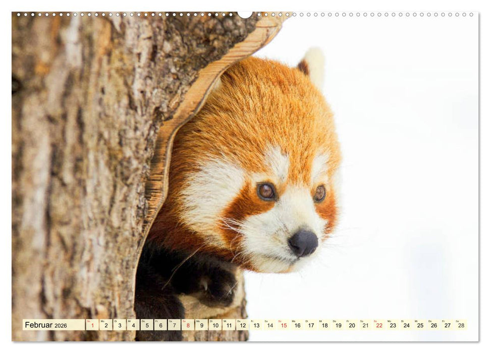 Roter Panda. Die superknuddeligen Katzenbären (CALVENDO Premium Wandkalender 2026)