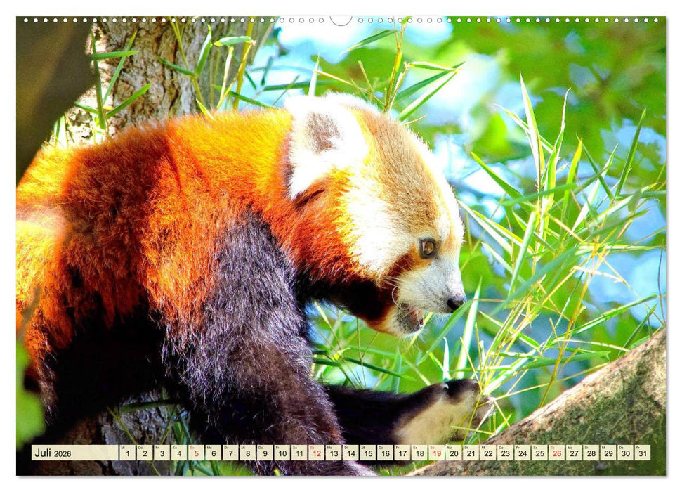Roter Panda. Die superknuddeligen Katzenbären (CALVENDO Premium Wandkalender 2026)