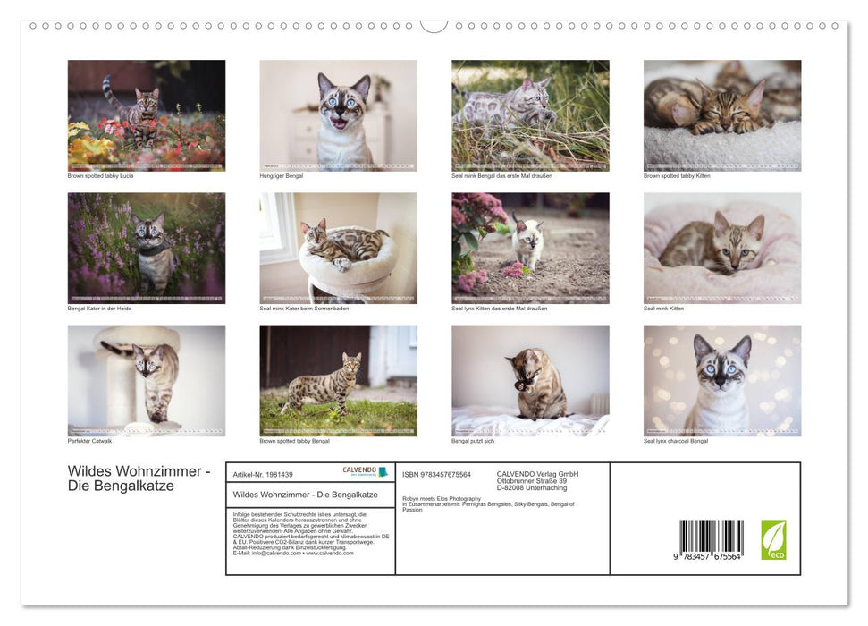 Wildes Wohnzimmer - Die Bengalkatze (CALVENDO Premium Wandkalender 2026)